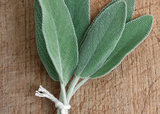 medicinal sage