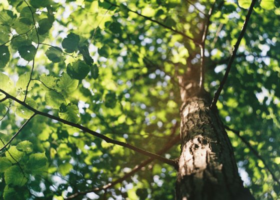 buddhism tree