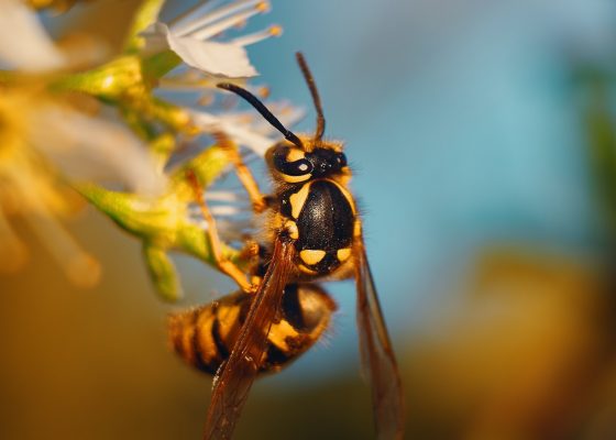 killing insects buddhist