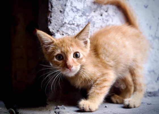 kitten meditation